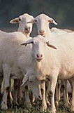 /ARSUserFiles/np101/Animal Pics/Sheep.jpg